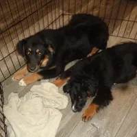 Jo4ohio, a female Miniature Australian Shepherd for sale in Cardington, OH – Photo 4 of 7