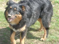 Jo4ohio, a female Miniature Australian Shepherd for sale in Cardington, OH – Photo 3 of 8