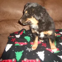 Jo4ohio, a female Miniature Australian Shepherd for sale in Cardington, OH – Photo 6 of 7