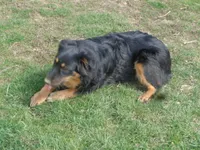 Jo4ohio, a female Miniature Australian Shepherd for sale in Cardington, OH – Photo 2 of 8
