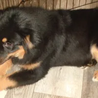 Jo4ohio, a female Miniature Australian Shepherd for sale in Cardington, OH – Photo 3 of 7