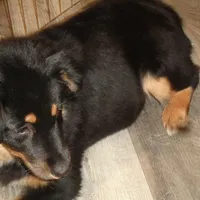 Jo4ohio, a female Miniature Australian Shepherd for sale in Cardington, OH – Photo 2 of 7