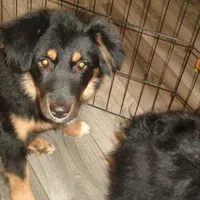 Jo4ohio, a female Miniature Australian Shepherd for sale in Cardington, OH – Photo 1 of 7