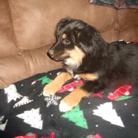 Jo4ohio, a female Miniature Australian Shepherd for sale in Cardington, OH – Photo 5 of 7