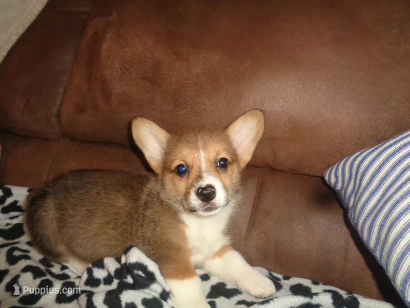 Lola3ohio – Pembroke Welsh Corgi puppy for sale in Cardington, OH