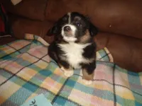 June50hio, a male Pembroke Welsh Corgi and Miniature Australian Shepherd for sale in Cardington, OH – 3 of 7