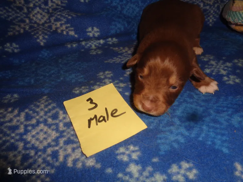 Lady3ohio – Australian Shepherd puppy for sale in Cardington, OH