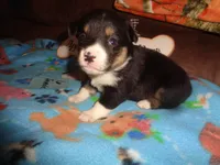 June6ohio, a male Pembroke Welsh Corgi and Miniature Australian Shepherd for sale in Cardington, OH – 6 of 10