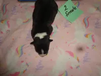 Lola2ohio, a female Pembroke Welsh Corgi for sale in Cardington, OH – 3 of 3