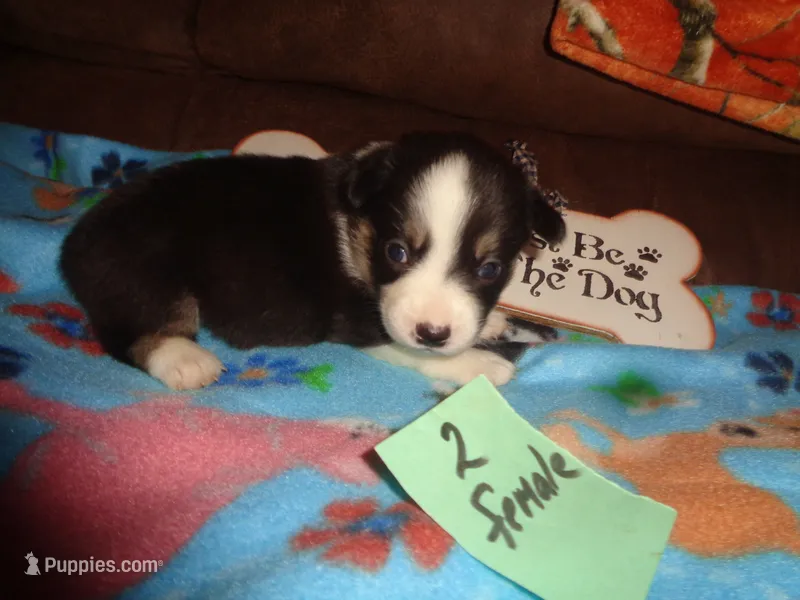 June20hio – Pembroke Welsh Corgi, Miniature Australian Shepherd puppy for sale in Cardington, OH