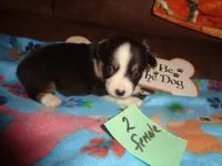 June20hio, a female Pembroke Welsh Corgi and Miniature Australian Shepherd for sale in Cardington, OH – 4 of 9