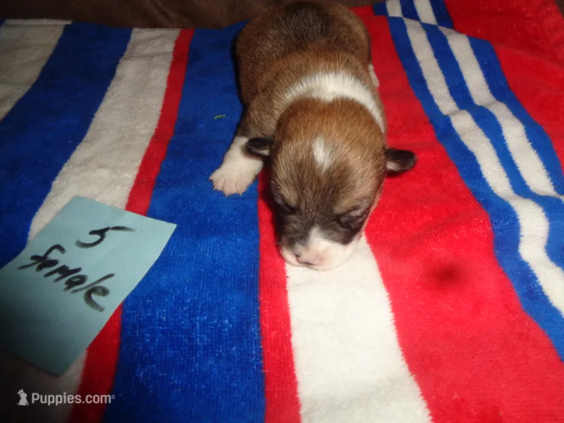Lola5ohio – Pembroke Welsh Corgi puppy for sale in Cardington, OH