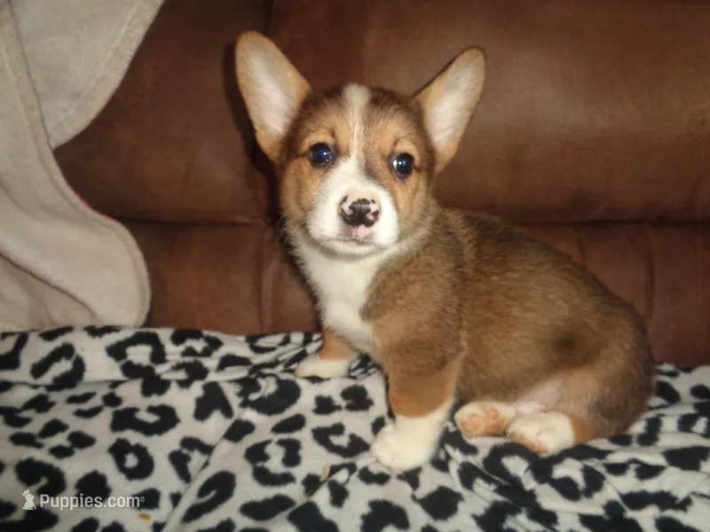 Lola4ohio – Pembroke Welsh Corgi puppy for sale in Cardington, OH