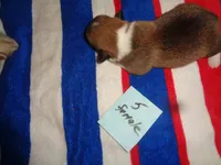 Lola5ohio, a female Pembroke Welsh Corgi for sale in Cardington, OH – 6 of 9