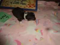 Lola6ohio, a male Pembroke Welsh Corgi for sale in Cardington, OH – 2 of 3