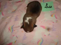 Lola3ohio, a male Pembroke Welsh Corgi for sale in Cardington, OH – 2 of 3