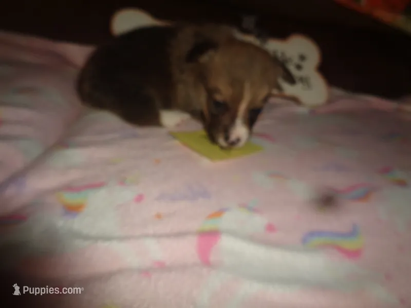 Lola3ohio – Pembroke Welsh Corgi puppy for sale in Cardington, OH