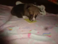 Lola3ohio, a male Pembroke Welsh Corgi for sale in Cardington, OH – 1 of 9