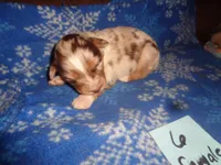 lady6ohio, a female Australian Shepherd for sale in Cardington, OH – 1 of 3