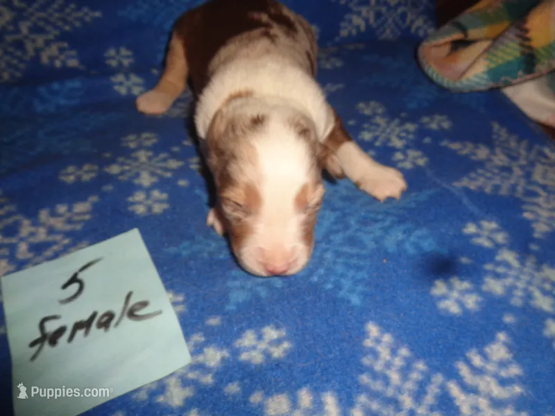 lady5ohio – Australian Shepherd puppy for sale in Cardington, OH