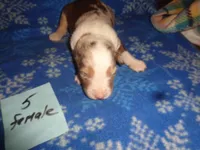 lady5ohio, a female Australian Shepherd for sale in Cardington, OH – 1 of 3