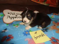 June4ohio, a female Pembroke Welsh Corgi and Miniature Australian Shepherd for sale in Cardington, OH – 4 of 9