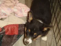 June6ohio, a male Pembroke Welsh Corgi and Miniature Australian Shepherd for sale in Cardington, OH – 3 of 7