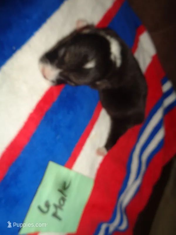 Lola6ohio – Pembroke Welsh Corgi puppy for sale in Cardington, OH