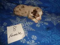 Lady8ohio, a female Australian Shepherd for sale in Cardington, OH – 1 of 3
