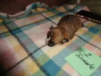 Grrace20hio, a female Pembroke Welsh Corgi for sale in Cardington, OH – Photo 4 of 5