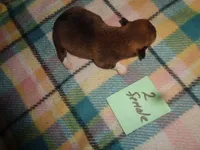 Grrace20hio, a female Pembroke Welsh Corgi for sale in Cardington, OH – Photo 5 of 5