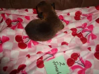 Grrace20hio, a female Pembroke Welsh Corgi for sale in Cardington, OH – Photo 3 of 5