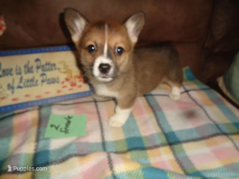 Grrace20hio – Pembroke Welsh Corgi puppy for sale in Cardington, OH