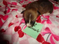 Grrace20hio, a female Pembroke Welsh Corgi for sale in Cardington, OH – Photo 1 of 5