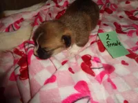 Grrace20hio, a female Pembroke Welsh Corgi for sale in Cardington, OH – Photo 2 of 5