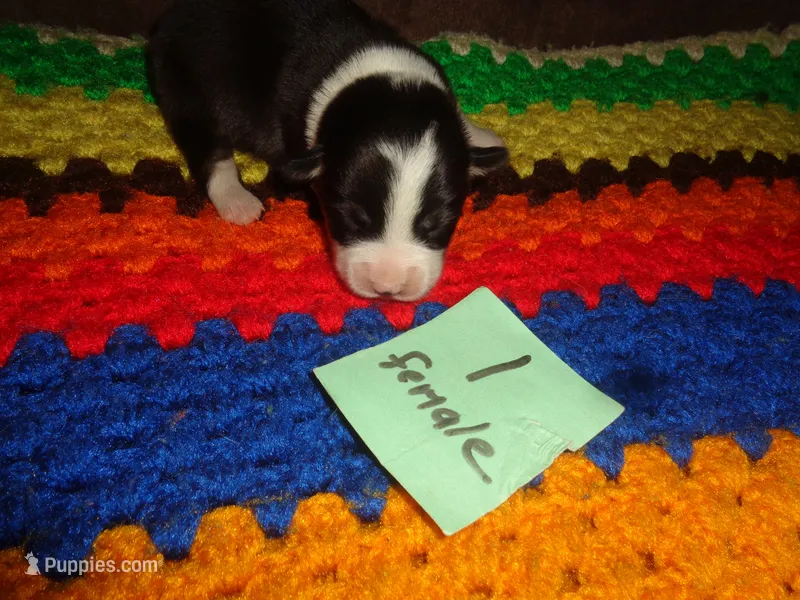 June1ohio – Pembroke Welsh Corgi, Miniature Australian Shepherd puppy for sale in Cardington, OH