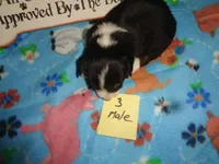 June30hio, a male Pembroke Welsh Corgi and Miniature Australian Shepherd for sale in Cardington, OH – 6 of 9