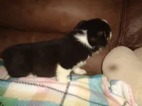 June20hio, a female Pembroke Welsh Corgi and Miniature Australian Shepherd for sale in Cardington, OH – 2 of 9