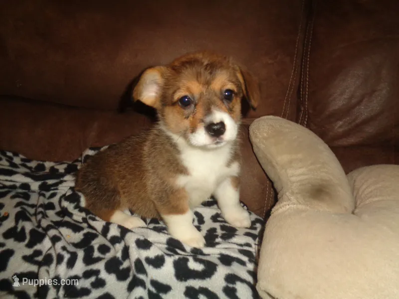 Lola5ohio – Pembroke Welsh Corgi puppy for sale in Cardington, OH