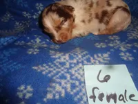 lady6ohio, a female Australian Shepherd for sale in Cardington, OH – 2 of 3