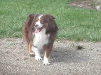 June1ohio, a  Pembroke Welsh Corgi and Miniature Australian Shepherd for sale in Cardington, OH – 2 of 2