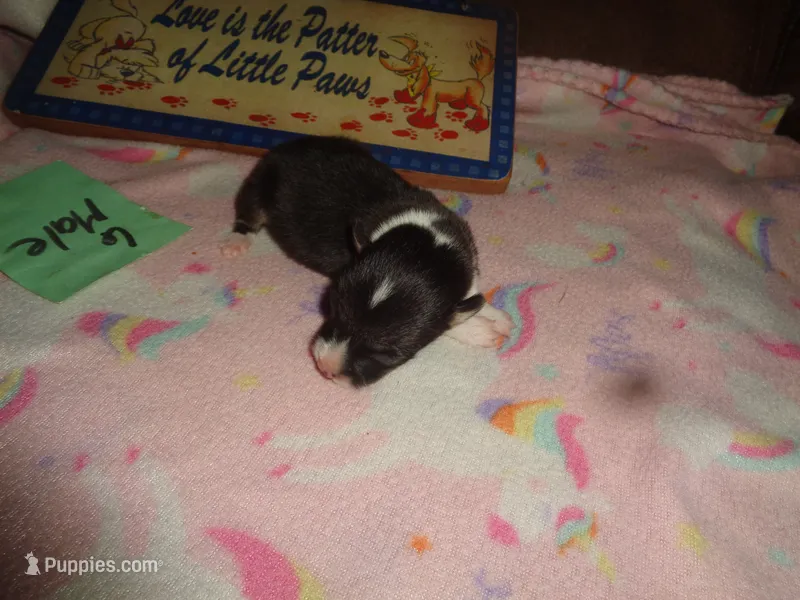 Lola6ohio – Pembroke Welsh Corgi puppy for sale in Cardington, OH