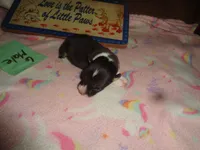 Lola6ohio, a male Pembroke Welsh Corgi for sale in Cardington, OH – 1 of 3