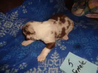 lady5ohio, a female Australian Shepherd for sale in Cardington, OH – 2 of 3