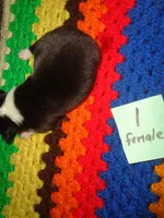 June1ohio, a female Pembroke Welsh Corgi and Miniature Australian Shepherd for sale in Cardington, OH – 6 of 8