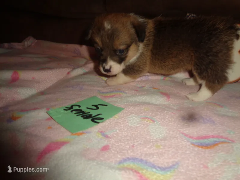 Lola5ohio – Pembroke Welsh Corgi puppy for sale in Cardington, OH