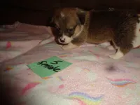Lola5ohio, a female Pembroke Welsh Corgi for sale in Cardington, OH – 1 of 9