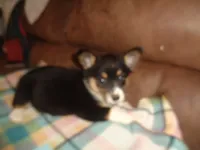 June6ohio, a male Pembroke Welsh Corgi and Miniature Australian Shepherd for sale in Cardington, OH – 3 of 10