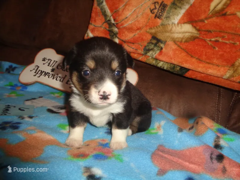 June6ohio – Pembroke Welsh Corgi, Miniature Australian Shepherd puppy for sale in Cardington, OH