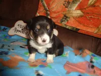 June6ohio, a male Pembroke Welsh Corgi and Miniature Australian Shepherd for sale in Cardington, OH – 5 of 10